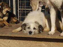 DERIO, Hund, Mischlingshund in Rumänien - Bild 17