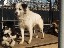 DERIO, Hund, Mischlingshund in Rumänien - Bild 18