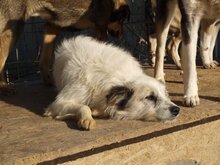 DERIO, Hund, Mischlingshund in Rumänien - Bild 19