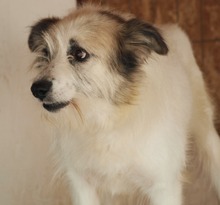 DERIO, Hund, Mischlingshund in Rumänien - Bild 2