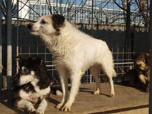 DERIO, Hund, Mischlingshund in Rumänien - Bild 20