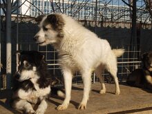 DERIO, Hund, Mischlingshund in Rumänien - Bild 21