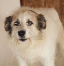 DERIO, Hund, Mischlingshund in Rumänien - Bild 3