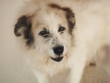 DERIO, Hund, Mischlingshund in Rumänien - Bild 4