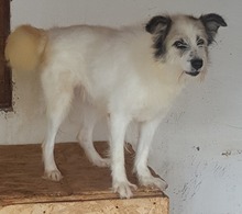 DERIO, Hund, Mischlingshund in Rumänien - Bild 5