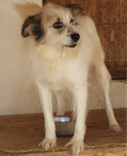 DERIO, Hund, Mischlingshund in Rumänien - Bild 7