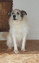 DERIO, Hund, Mischlingshund in Rumänien - Bild 8