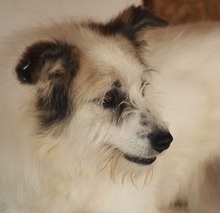 DERIO, Hund, Mischlingshund in Rumänien - Bild 9