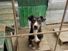 ERKO, Hund, Mischlingshund in Rumänien - Bild 1