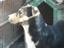 ERKO, Hund, Mischlingshund in Rumänien - Bild 2