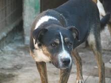 ERKO, Hund, Mischlingshund in Rumänien - Bild 3