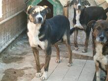 ERKO, Hund, Mischlingshund in Rumänien - Bild 4