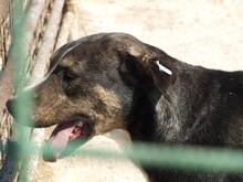 ERKO, Hund, Mischlingshund in Rumänien - Bild 6