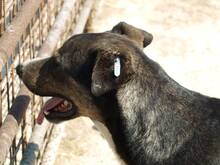 ERKO, Hund, Mischlingshund in Rumänien - Bild 7