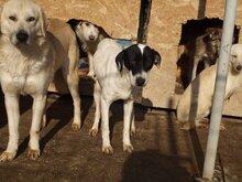 GRETA, Hund, Mischlingshund in Rumänien - Bild 10