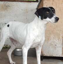 GRETA, Hund, Mischlingshund in Rumänien - Bild 2