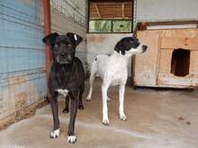 GRETA, Hund, Mischlingshund in Rumänien - Bild 4