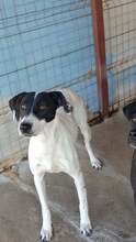 GRETA, Hund, Mischlingshund in Rumänien - Bild 5