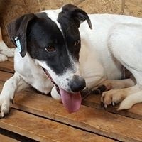 GRETA, Hund, Mischlingshund in Rumänien - Bild 6