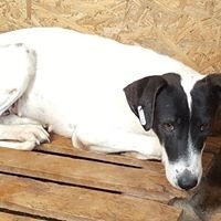 GRETA, Hund, Mischlingshund in Rumänien - Bild 8