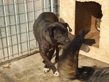 KENO, Hund, Mischlingshund in Rumänien - Bild 11