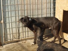 KENO, Hund, Mischlingshund in Rumänien - Bild 12