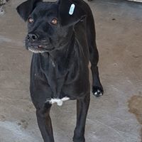 KENO, Hund, Mischlingshund in Rumänien - Bild 4