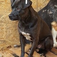 KENO, Hund, Mischlingshund in Rumänien - Bild 6