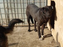 KENO, Hund, Mischlingshund in Rumänien - Bild 8