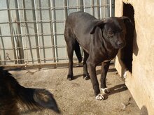 KENO, Hund, Mischlingshund in Rumänien - Bild 9