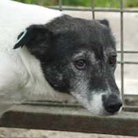 LANA, Hund, Mischlingshund in Rumänien - Bild 1
