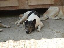 LANA, Hund, Mischlingshund in Rumänien - Bild 15