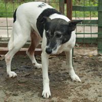 LANA, Hund, Mischlingshund in Rumänien - Bild 3
