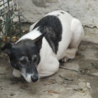 LANA, Hund, Mischlingshund in Rumänien - Bild 4