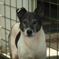 LANA, Hund, Mischlingshund in Rumänien - Bild 6