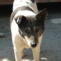 LANA, Hund, Mischlingshund in Rumänien - Bild 7