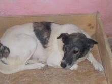 LANA, Hund, Mischlingshund in Rumänien - Bild 8
