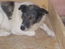 LANA, Hund, Mischlingshund in Rumänien - Bild 9