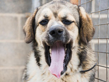 QUA, Hund, Mischlingshund in Spanien - Bild 11
