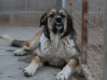 QUA, Hund, Mischlingshund in Spanien - Bild 3