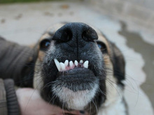 QUA, Hund, Mischlingshund in Spanien - Bild 4