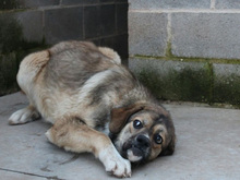 QUA, Hund, Mischlingshund in Spanien - Bild 5