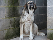 QUA, Hund, Mischlingshund in Spanien - Bild 6