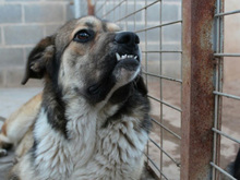 QUA, Hund, Mischlingshund in Spanien - Bild 7