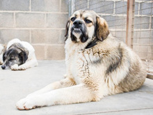 QUA, Hund, Mischlingshund in Spanien - Bild 9