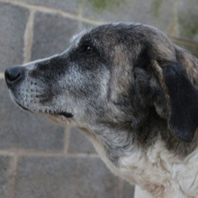 MODA, Hund, Mischlingshund in Spanien - Bild 1