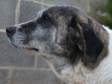 MODA, Hund, Mischlingshund in Spanien - Bild 2