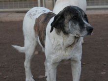 MODA, Hund, Mischlingshund in Spanien - Bild 3