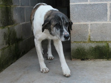 MODA, Hund, Mischlingshund in Spanien - Bild 4