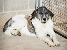 MODA, Hund, Mischlingshund in Spanien - Bild 6